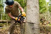 Lavori di abbattimento alberi e deramificazioni nelle vicinanze di linee elettriche